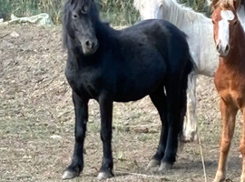 Shetland cross cob