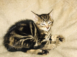 3 Beautiful girl kittens looking for forever homes