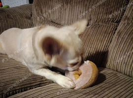 female longhaired frenchie 3 years old