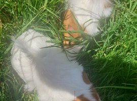 Lovely sows