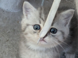 BRITISH SHORTHAIR CROSS CHINCHILLA PERSIAN PUREBRED KITTENS