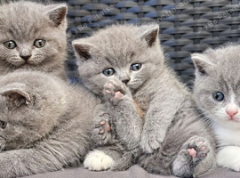 GCCF Registered British Shorthair Kittens