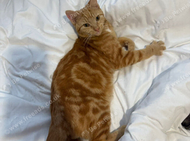 One ginger and black cat (willow and Oscar)