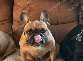 Red French bull dog