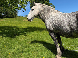 Maxi cob