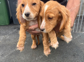 Fox Red cocker spaniel puppies