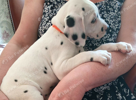 Stunning pure bred Dalmatian pups