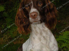 Looking for a springer spaniel age between 7months and a year old