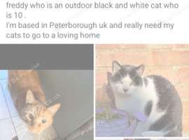 Rehoming my beautiful cat freddy