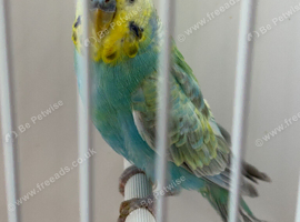 RING NUMBER 50 RAINBOW COCK 2026 BRED