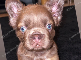 Fluffy French bulldog
