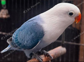 Pair of lovebirds