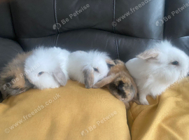 Mini lop litter ready 1st August. Unusual colours.