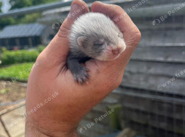 Baby ferrets