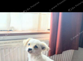 REHOME TODAY URGENT