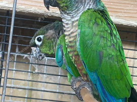 1 pair of green check conures