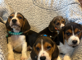 Stunning tri beagles