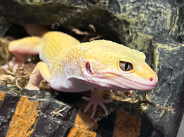 Albino leapard gecko- meringue