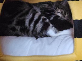 2 gorgeous male kittens