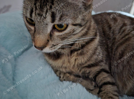 Beautiful Tabby Girl