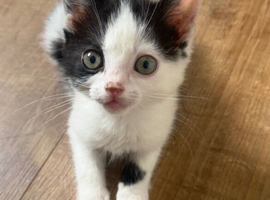 Kittens looking for a home