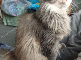 2 year old female Maine coon