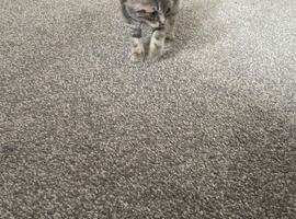 Kitten