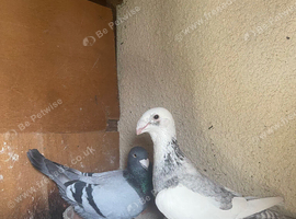 A pair of pigeons (male and female)
