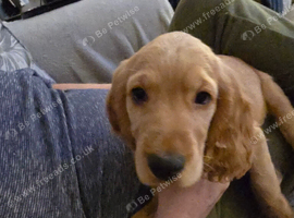 Show cocker spaniel