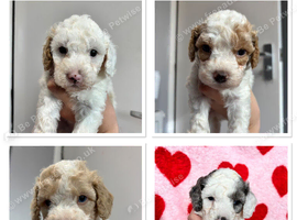 Stunning Cavapoo pups