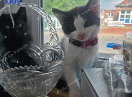 4 kittens