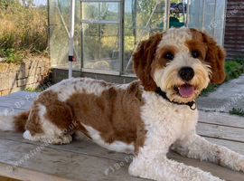 9 month Cavapoochon