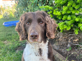 LOOKING FOR LONG WALKS AND COMFY SOFA