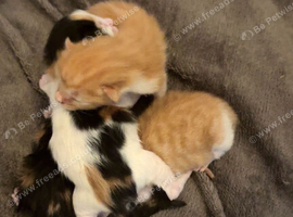 2 ginger and white kittens (last 2)