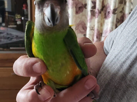 Baby senegale parrots