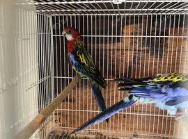 Eastern Rosella  picture to follow
