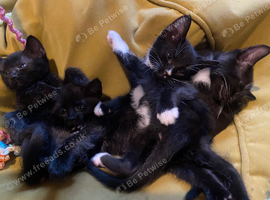 Kittens looking for new homes