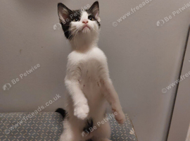 Male Kitten Boy Black White