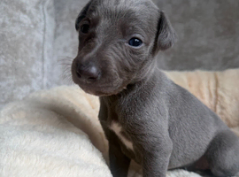 3 boys and 3 girl available. Whippet pups