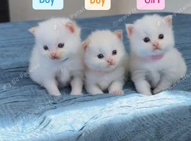 3 beautiful white fluffy kittens for sale