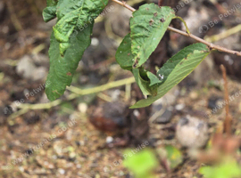 Chinese painted and button quail
