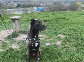 Zena