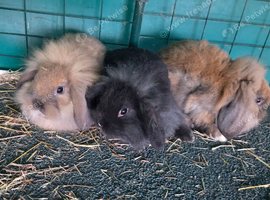 Bunny lionhead x mini lop