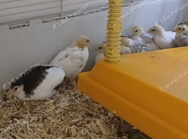 Chinese Painted (Button) Quail chicks