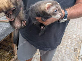 Ferrets for sale