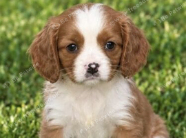 Cavalier King Charles puppy