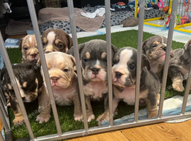 BEAUTIFUL ENGLISH BULLDOGS