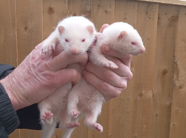 Ferrets