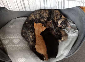 3 Kittens for sale ready now.
