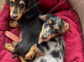 Fabulous miniature longhaired dachshund puppies
